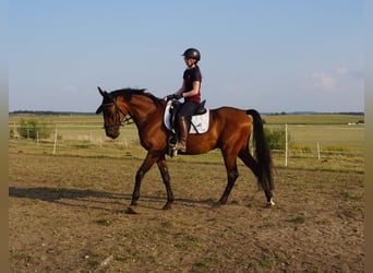 Swedish Warmblood Mix, Gelding, 4 years, 15,3 hh, Brown