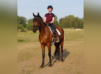 Swedish Warmblood Mix, Gelding, 4 years, 15,3 hh, Brown