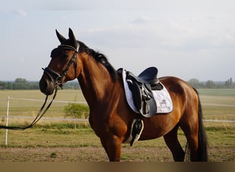 Swedish Warmblood Mix, Gelding, 4 years, 15,3 hh, Brown
