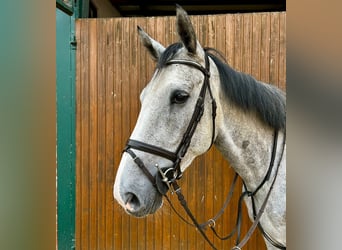 Swedish Warmblood, Gelding, 4 years, 16,2 hh, Gray