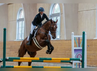 Swedish Warmblood, Gelding, 4 years, 17 hh, Brown