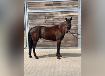 Swedish Warmblood Mix, Gelding, 5 years, 15.2 hh, Bay-Dark