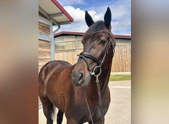 Swedish Warmblood Mix, Gelding, 5 years, 15.2 hh, Bay-Dark