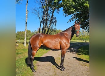 Swedish Warmblood Mix, Gelding, 5 years, 15.3 hh, Bay-Dark