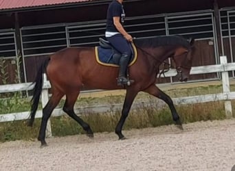 Swedish Warmblood Mix, Gelding, 5 years, 15.3 hh, Bay-Dark