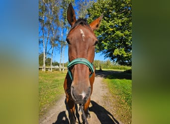 Swedish Warmblood Mix, Gelding, 5 years, 15.3 hh, Bay-Dark