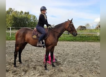 Swedish Warmblood Mix, Gelding, 5 years, 15.3 hh, Bay-Dark