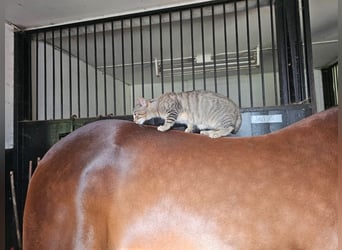 Swedish Warmblood Mix, Gelding, 5 years, 15.3 hh, Bay-Dark