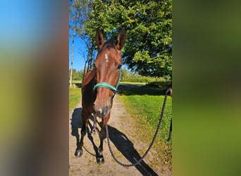 Swedish Warmblood Mix, Gelding, 5 years, 15.3 hh, Bay-Dark