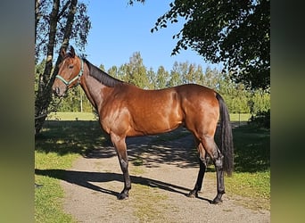 Swedish Warmblood Mix, Gelding, 5 years, 15.3 hh, Bay-Dark