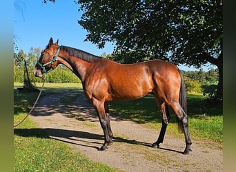 Swedish Warmblood Mix, Gelding, 5 years, 15.3 hh, Bay-Dark