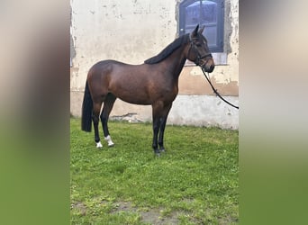 Swedish Warmblood Mix, Gelding, 5 years, 15.3 hh, Brown