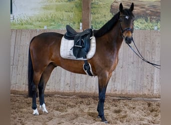 Swedish Warmblood Mix, Gelding, 5 years, 15.3 hh, Brown