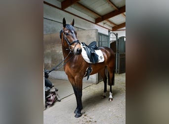 Swedish Warmblood Mix, Gelding, 5 years, 15.3 hh, Brown