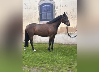 Swedish Warmblood Mix, Gelding, 5 years, 15.3 hh, Brown