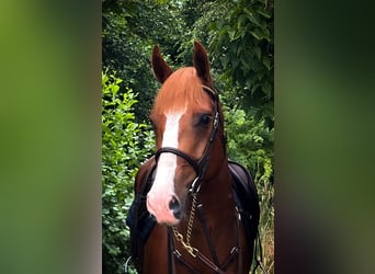 Swedish Warmblood, Gelding, 5 years, 15,2 hh, Chestnut-Red
