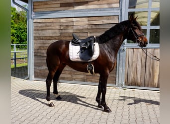 Swedish Warmblood Mix, Gelding, 5 years, 16.1 hh, Bay-Dark