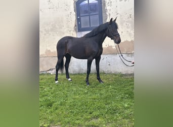 Swedish Warmblood Mix, Gelding, 5 years, 16.1 hh, Bay-Dark