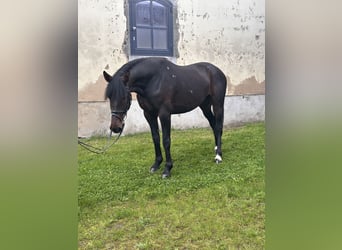 Swedish Warmblood Mix, Gelding, 5 years, 16.1 hh, Bay-Dark