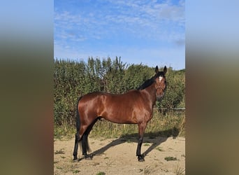 Swedish Warmblood Mix, Gelding, 5 years, 16 hh, Brown