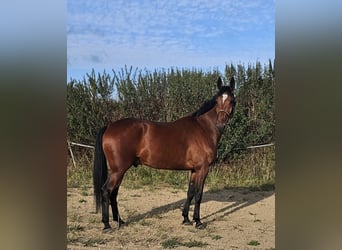 Swedish Warmblood Mix, Gelding, 5 years, 16 hh, Brown