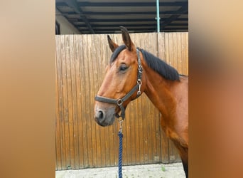 Swedish Warmblood, Gelding, 5 years, 16,2 hh, Bay