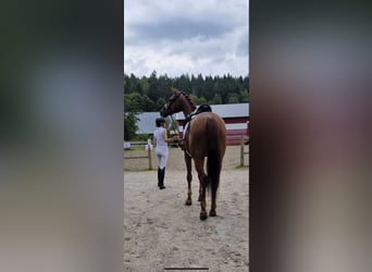 Swedish Warmblood, Gelding, 6 years, 16,2 hh, Chestnut