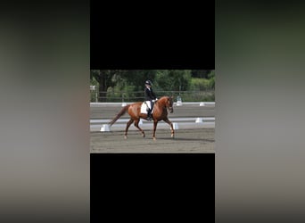 Swedish Warmblood, Gelding, 6 years, 16,2 hh, Chestnut