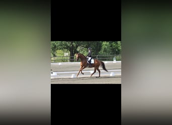 Swedish Warmblood, Gelding, 6 years, 16,2 hh, Chestnut