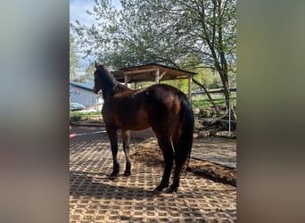Swedish Warmblood, Gelding, 6 years, 16 hh, Brown