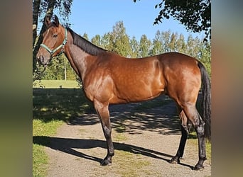 Swedish Warmblood, Gelding, 6 years, 16 hh, Brown
