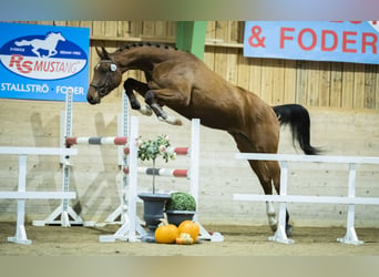 Swedish Warmblood, Gelding, 6 years, 17 hh, Bay