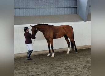 Swedish Warmblood, Gelding, 6 years, 17 hh, Bay