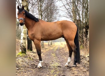 Swedish Warmblood, Gelding, 6 years, 17 hh, Bay