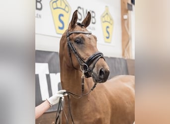 Swedish Warmblood, Gelding, 6 years, 17 hh, Bay