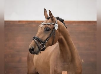 Swedish Warmblood, Gelding, 6 years, 17 hh, Bay