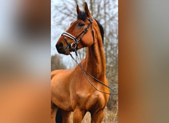 Swedish Warmblood, Gelding, 6 years, 17 hh, Bay