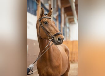 Swedish Warmblood, Gelding, 6 years, 17,1 hh, Brown
