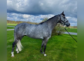 Swedish Warmblood, Gelding, 6 years