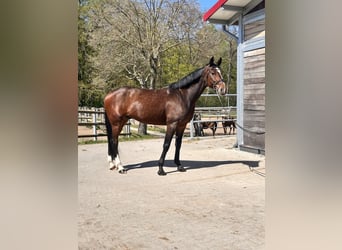Swedish Warmblood Mix, Gelding, 7 years, 16 hh, Bay-Dark