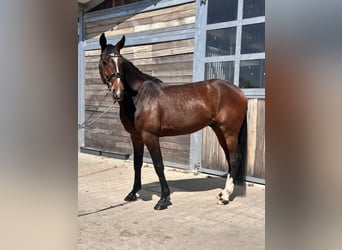 Swedish Warmblood Mix, Gelding, 7 years, 16 hh, Bay-Dark
