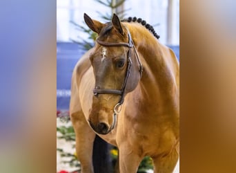 Swedish Warmblood, Gelding, 7 years, 17.1 hh, Brown