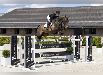 Swedish Warmblood, Gelding, 8 years, 16.1 hh