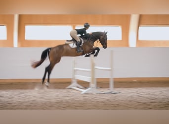 Swedish Warmblood, Gelding, 8 years, 17 hh, Bay