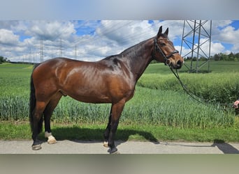 Swedish Warmblood, Gelding, 9 years, 16.1 hh, Brown