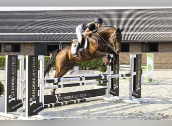 Swedish Warmblood, Gelding, 9 years, 16.1 hh, Brown