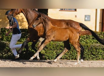 Swedish Warmblood, Gelding, Foal (05/2026), Chestnut-Red