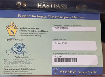 Swedish Warmblood, Mare, 11 years, 16.1 hh, Brown