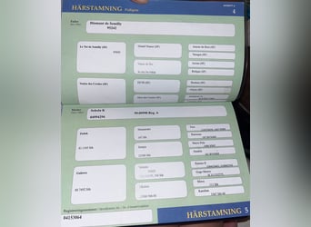 Swedish Warmblood, Mare, 11 years, 16.1 hh, Brown