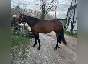 Swedish Warmblood, Mare, 11 years, 16.1 hh, Brown